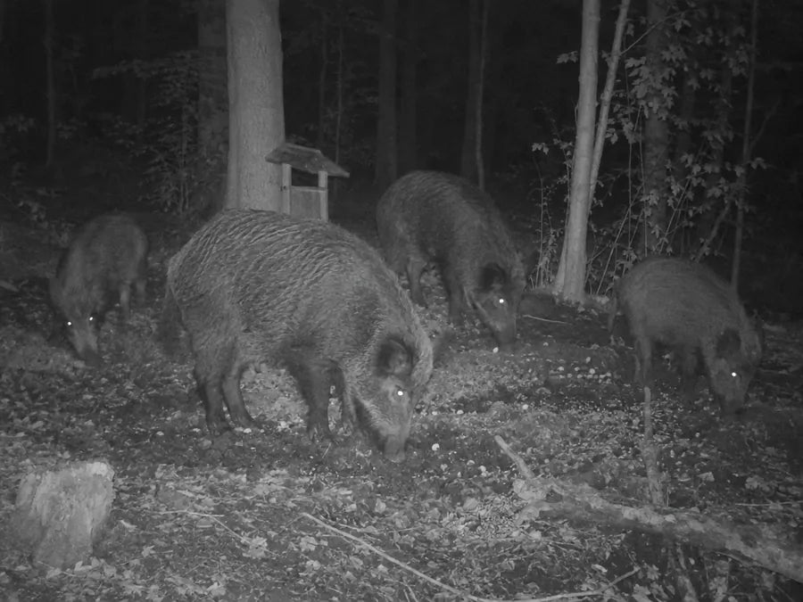 Infrarot-Nachtbild: Rotte Wildschweine an einer Kirrung