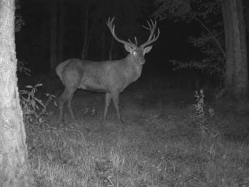 Infrared night photo of a stag in a clearing